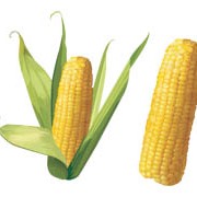 Семена кукурузы гибрид ЗУМ 0307 (ФАО 310)