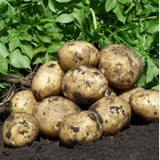 Картофель сорта “Гала“,Купить картофель,купить картофель в Астане фотография