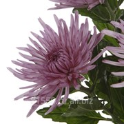 Луковица цветочных культур Anastasia Lilac фото