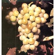 Саженцы винограда сверхранних сортов фото