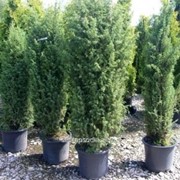 Можжевельник Juniperus communis Meyer фото