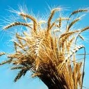 Пшеница первого класса,пшеница озимая,пшеница обыкновенная,пшеница продажа,производители опт Украина