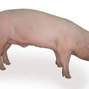 Свиньи мясных пород Ландрас фото