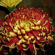 Хризантемы крупноцветковые, срезочные фото
