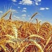 Пшеница многолетняя фото