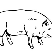 Полнорационный комбикорм для откорма свиней