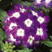 Семена цветов Вербены Обсешн гибридная 100 шт. синий с глазком фотография