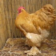 Куры Кохинхин палевый, яйца инкубационные, цыплята суточные, подросшие фото
