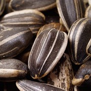 Семена масличных культур, семечка масляничная