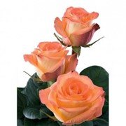 Голландская роза фото