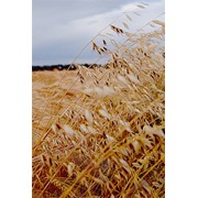 Пшеница продовольственная, кукуруза, ячмень