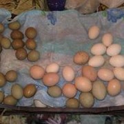 Яйцо фазана в весенний и летний период фото