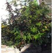 Магония падуболистная Mahonia aquifolium фотография