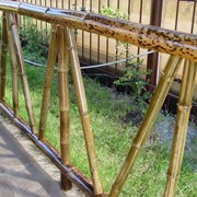 Бамбуковые стволы фото