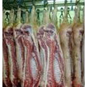 Свинина-полутуши от производителя мясоперерабатывающего предприятия Харьковская область фото