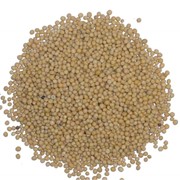 Семена (зерно) горчицы Yellow type (в Украине известна как Альба или Белая), латинское название Sinapis Alba L фото