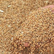 Пшеница 5 класса для корма