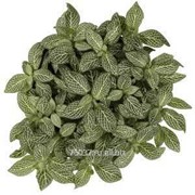 Фиттония White Angel фото