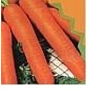 Семена моркови Олимпиец F1 фото