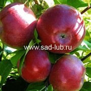 Саженцы яблони сорт Лобо фотография