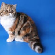 Кошки персидские колор-пойнт фотография