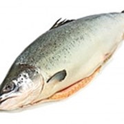Продукты рыбные, Сёмга (Лосось 6+ кг) Премиум. Низкая цена