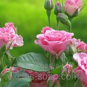 Чайная роза отдушка-10 мл фотография