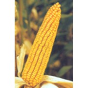 Семена кукурузы ЗПСК 677 фото