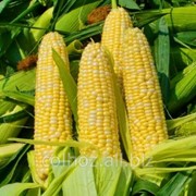 Кукуруза обыкновенная в Молдове фото