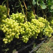 Столовый виноград фото