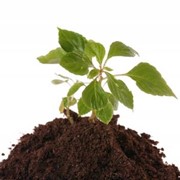 Удобрения для растений купить Житомир