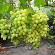 Саженцы винограда Новый подарок Запорожью фото