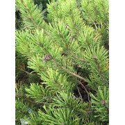 Сосна Pinus mugo Green Column фотография