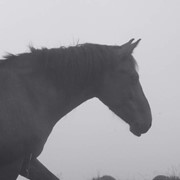 Голубая глина для лошадей фото