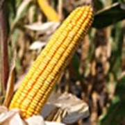 Гибрид кукурузы Любава 279 МВ фотография