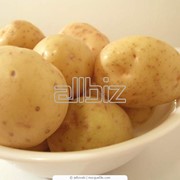 Картофель сверхранний