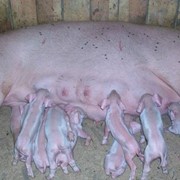 Поросята породы ландрас фото