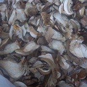 Закарпатские грибы фото