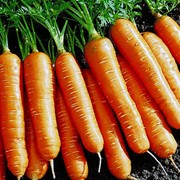 Семена Моркови "Флакийского типа"