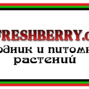 Порошок сублемированная ежевика из целой сорта Трипл Кроун фото