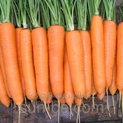 Семена моркови Нантес 1,4-1,6 100 000 семян Элеганс F1 Bayer