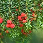 Тис ягодный для топиара и живых изгородей Taxus baccata высота 80-90см фотография