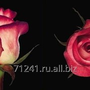 Срезанный цветок Роза Блаш фотография