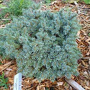 Ель энгельмана Лейс (Picea engelmannii 'Lace') фото