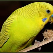 Корма для волнистых попугаев Биотех фото