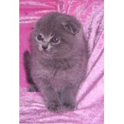 Продажа котят шотландской вислоухой фото