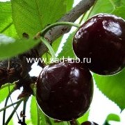 Саженцы вишни сорт Финаевская