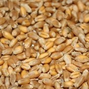 Пшеница мягкая, купить, Украина фотография