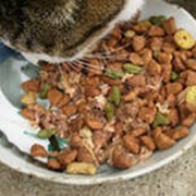 Консервированный корм для кошек