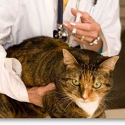 Вакцины для кошек фото